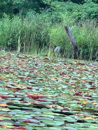 Plum Orchard Lake - Scarbro, WV
