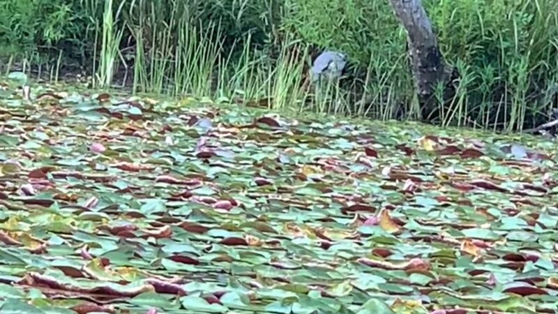 Plum Orchard Lake - Scarbro, WV