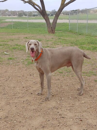 Schertz Dog Park - Schertz, TX