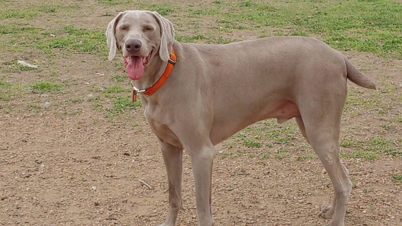 Schertz Dog Park - Schertz, TX
