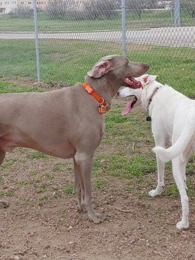 Schertz Dog Park - Schertz, TX