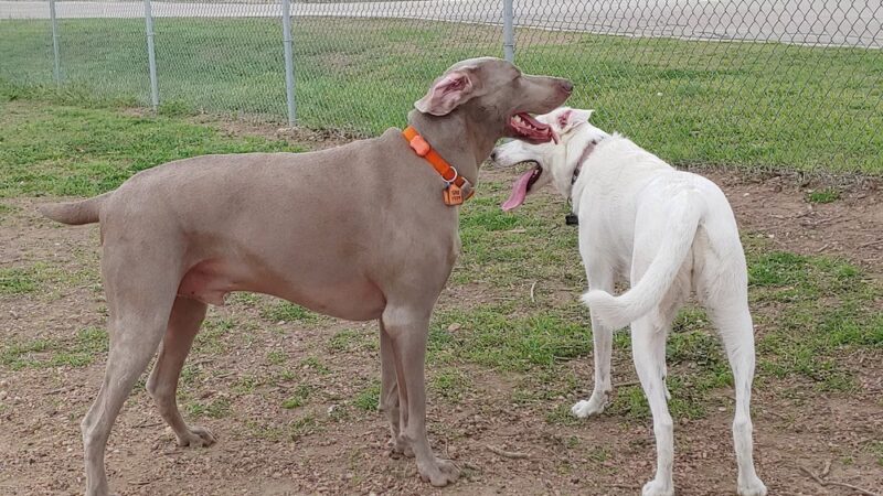 Schertz Dog Park - Schertz, TX