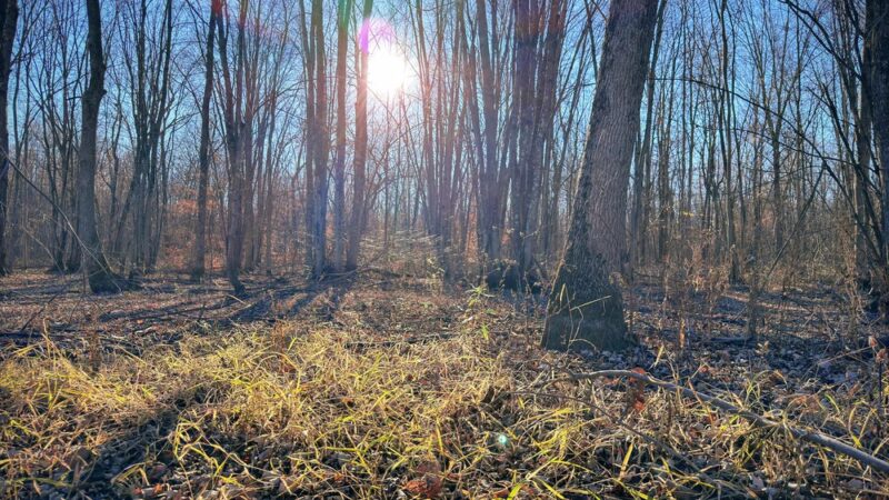 Victory Mills Wildlife Management Area - Schuylerville, NY