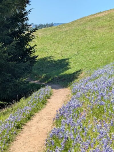 East Glenwood Preserve - Scotts Valley, CA
