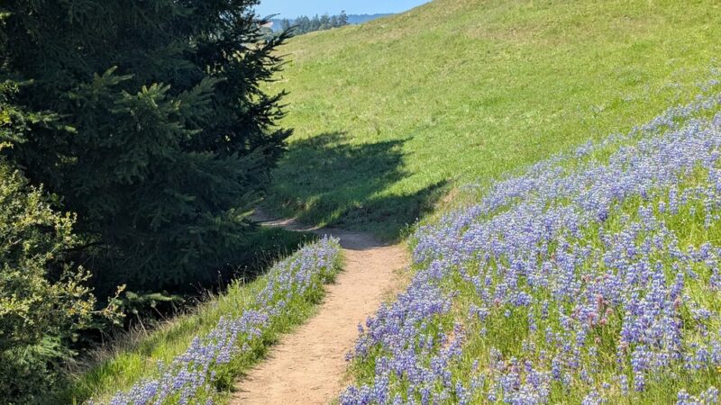 East Glenwood Preserve - Scotts Valley, CA