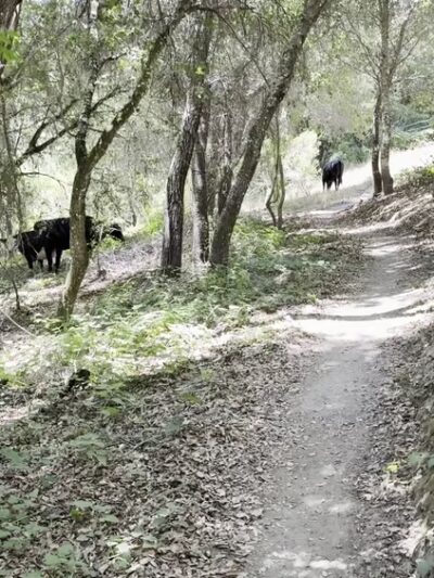 East Glenwood Preserve - Scotts Valley, CA