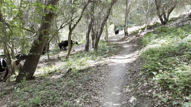 East Glenwood Preserve - Scotts Valley, CA