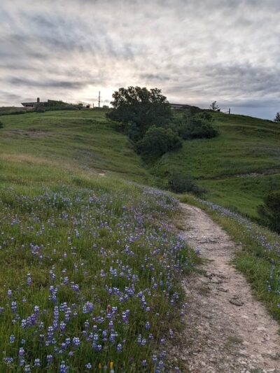 East Glenwood Preserve - Scotts Valley, CA
