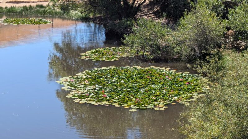 East Glenwood Preserve - Scotts Valley, CA