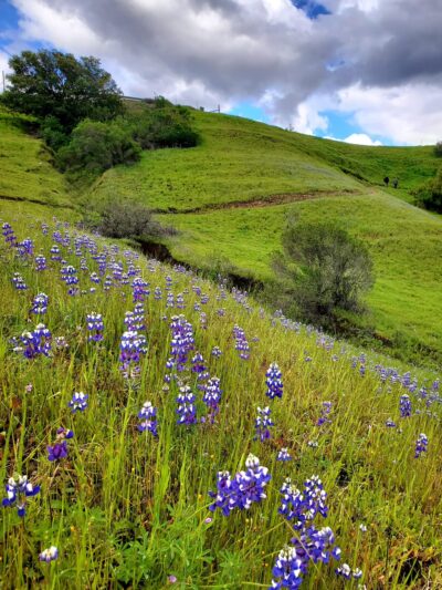 Glenwood Open Space Preserve - Scotts Valley, CA
