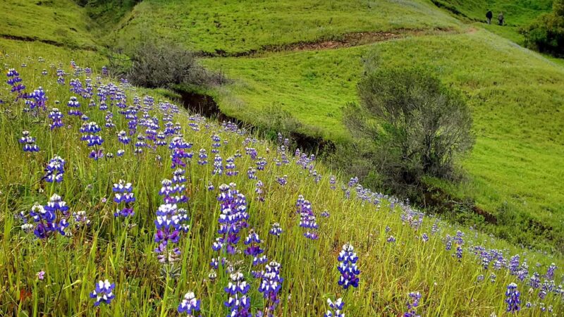 Glenwood Open Space Preserve - Scotts Valley, CA