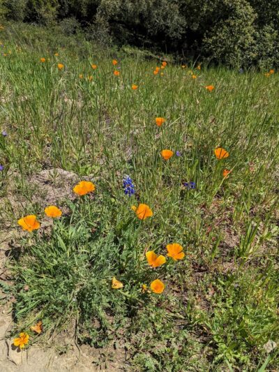 Glenwood Open Space Preserve - Scotts Valley, CA