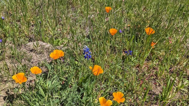 Glenwood Open Space Preserve - Scotts Valley, CA