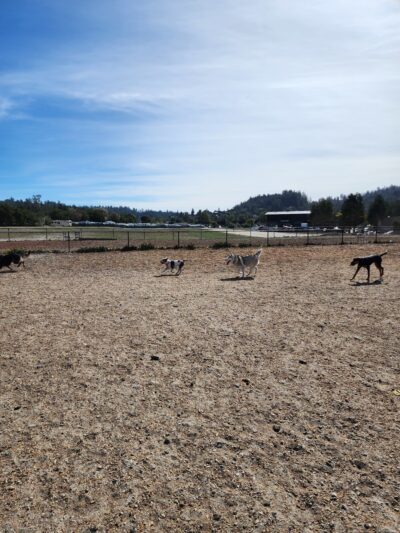 Skypark Dog Park - Scotts Valley, CA