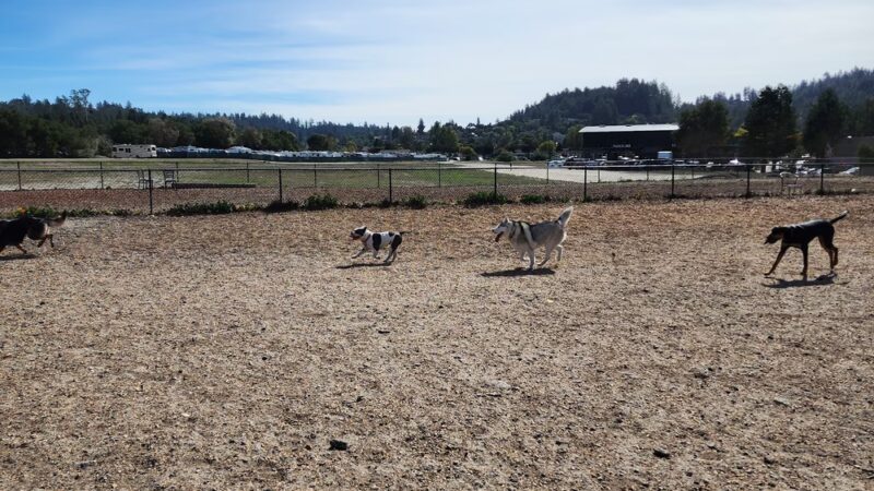 Skypark Dog Park - Scotts Valley, CA