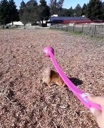 Skypark Dog Park - Scotts Valley, CA