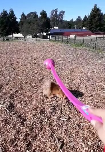 Skypark Dog Park - Scotts Valley, CA
