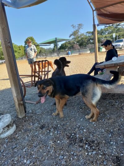 Skypark Dog Park - Scotts Valley, CA