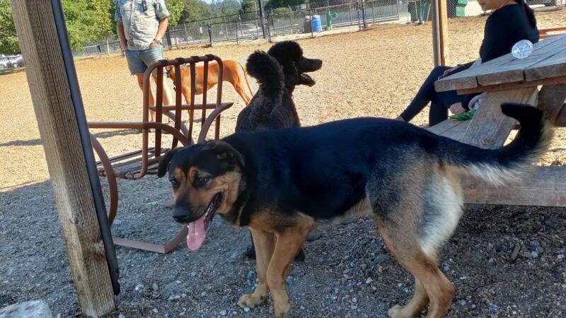 Skypark Dog Park - Scotts Valley, CA