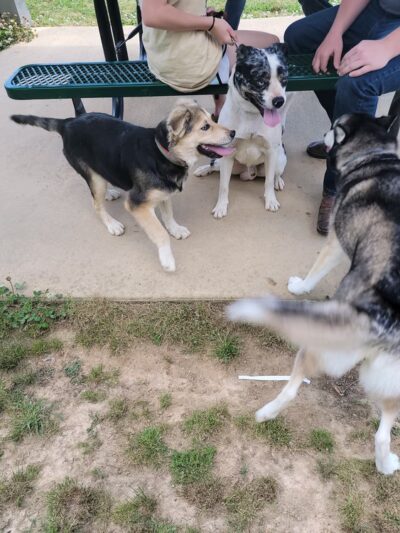 Scottsboro City Dog Park - Scottsboro, AL