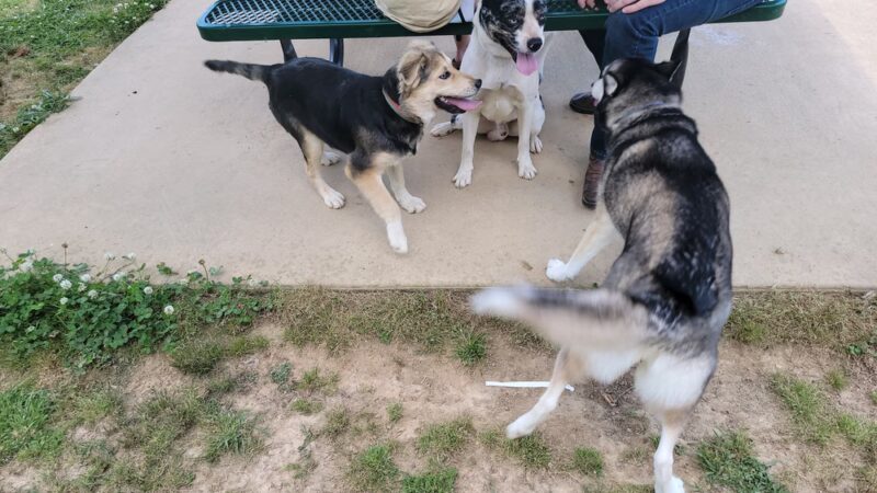 Scottsboro City Dog Park - Scottsboro, AL