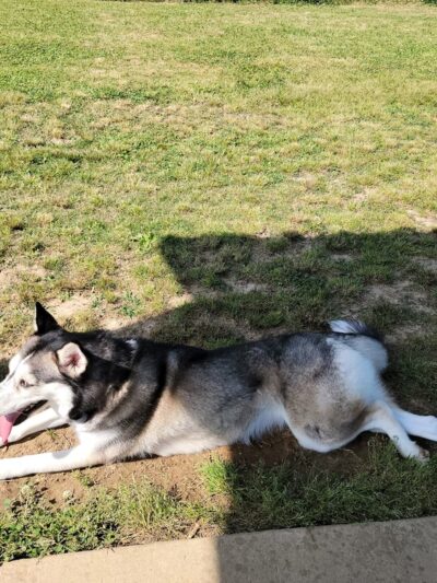 Scottsboro City Dog Park - Scottsboro, AL