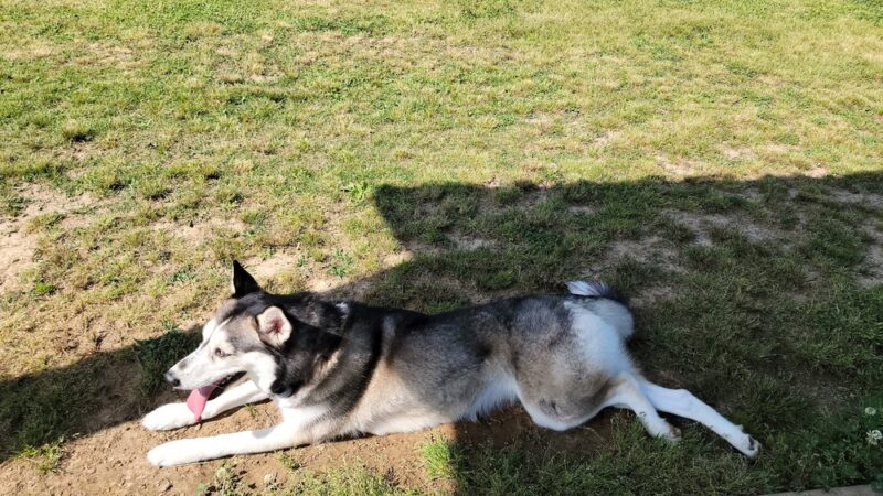 Scottsboro City Dog Park - Scottsboro, AL