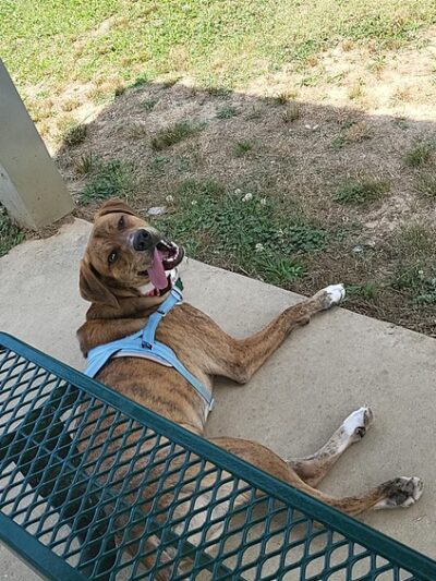 Scottsboro City Dog Park - Scottsboro, AL