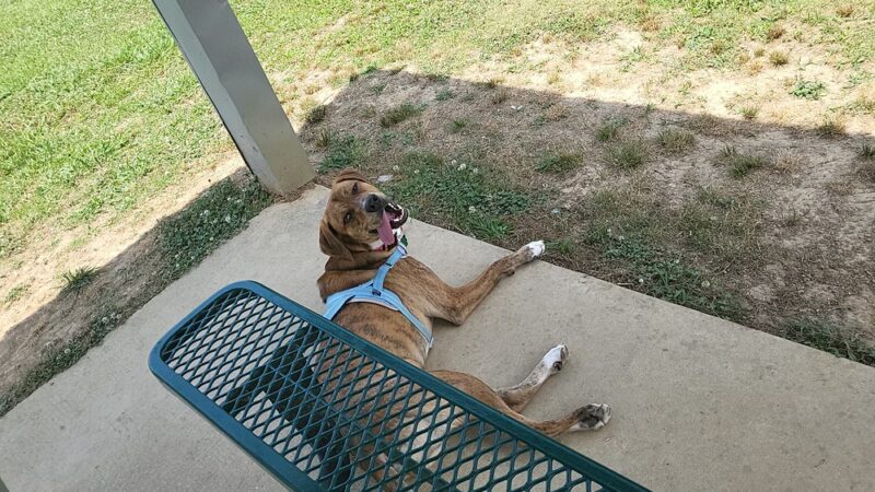 Scottsboro City Dog Park - Scottsboro, AL