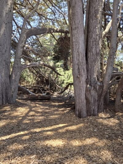 Sea Ranch Park - Sea Ranch, CA