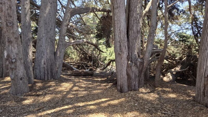 Sea Ranch Park - Sea Ranch, CA
