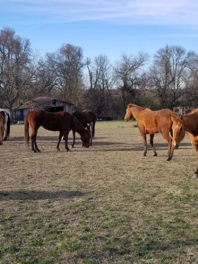 Broken Bow Ranch - Seagoville, TX