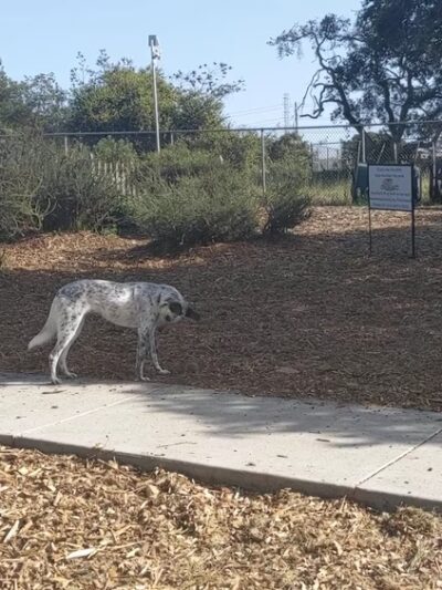 Pacchetti Dog Park - Seaside, CA
