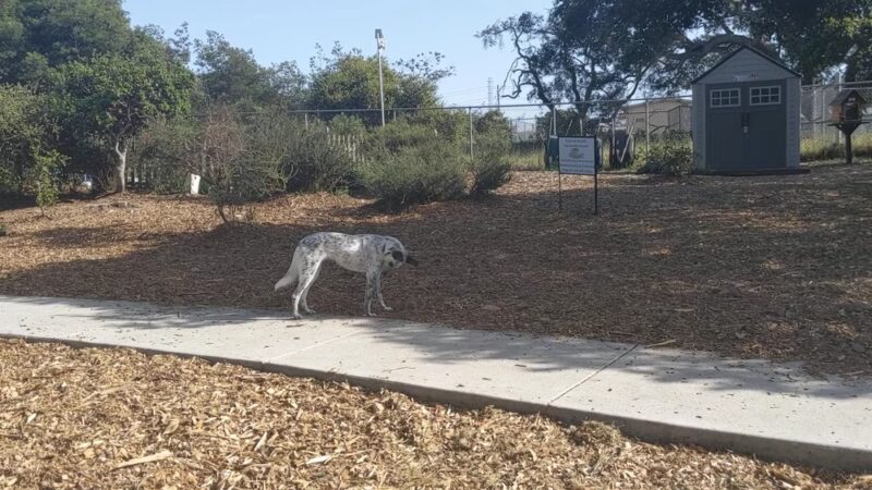 Pacchetti Dog Park - Seaside, CA