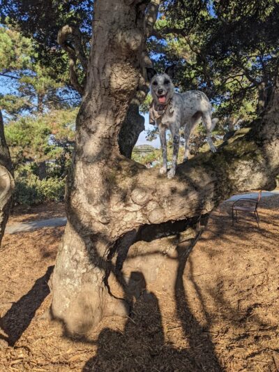 Pacchetti Dog Park - Seaside, CA