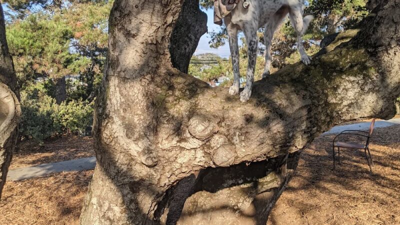 Pacchetti Dog Park - Seaside, CA