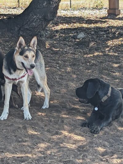 Pacchetti Dog Park - Seaside, CA