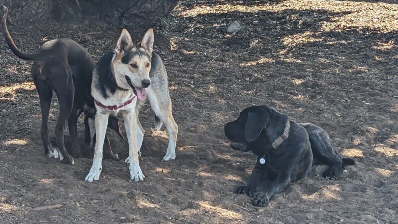 Pacchetti Dog Park - Seaside, CA