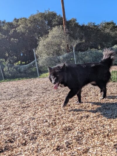 Ft Ord Dog Park - Seaside, CA