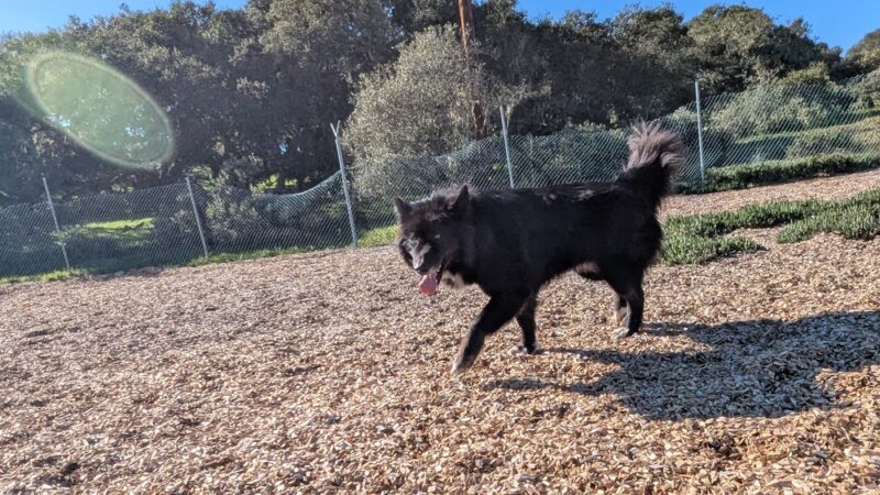 Ft Ord Dog Park - Seaside, CA