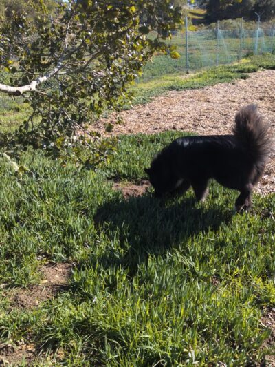 Ft Ord Dog Park - Seaside, CA
