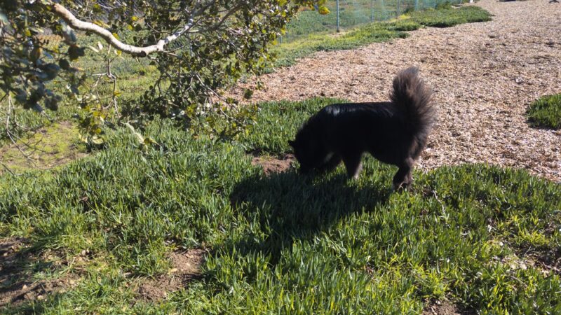 Ft Ord Dog Park - Seaside, CA