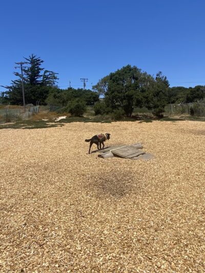 Marshall Park Dog Park - Seaside, CA