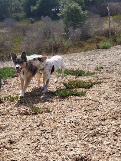 Marshall Park Dog Park - Seaside, CA
