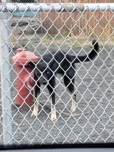 Seaside Dog Park - Seaside, OR