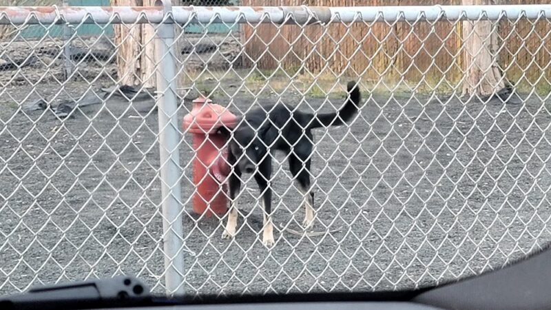 Seaside Dog Park - Seaside, OR