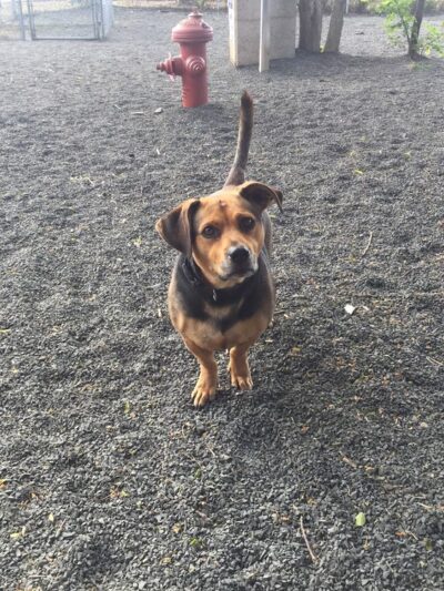 Seaside Dog Park - Seaside, OR