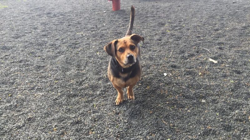 Seaside Dog Park - Seaside, OR
