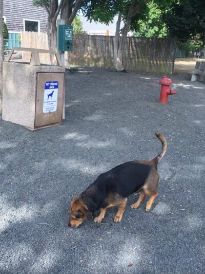 Seaside Dog Park - Seaside, OR