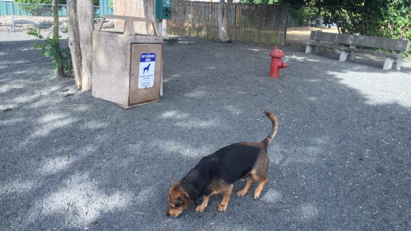 Seaside Dog Park - Seaside, OR